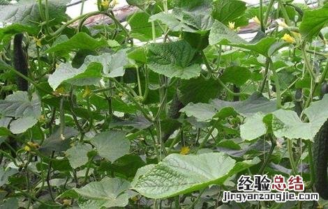 黄瓜控旺技术有哪些 黄瓜育苗控旺
