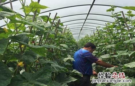 黄瓜控旺技术有哪些 黄瓜育苗控旺