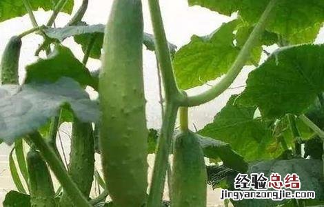 黄瓜后续管理方法及要求 黄瓜后期管理技术要点
