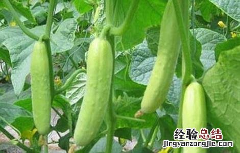 黄瓜后续管理方法及要求 黄瓜后期管理技术要点