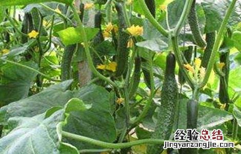 黄瓜后续管理方法及要求 黄瓜后期管理技术要点
