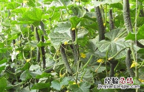 黄瓜后续管理方法及要求 黄瓜后期管理技术要点