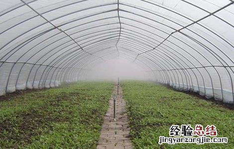 蔬菜使用植物激素的注意事项是什么 蔬菜使用植物激素的注意事项