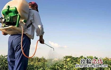 蔬菜使用植物激素的注意事项是什么 蔬菜使用植物激素的注意事项