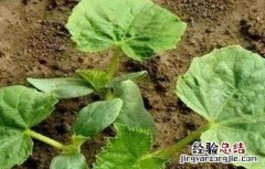 蔬菜使用植物激素的注意事项是什么 蔬菜使用植物激素的注意事项