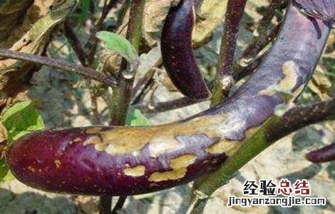 蔬菜发生早衰的原因及防治措施有哪些 蔬菜发生早衰的原因及防治措施