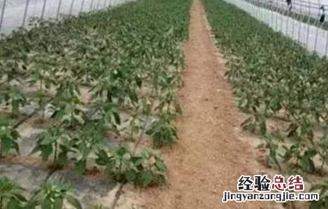 蔬菜定植后缓苗慢原因及解决方法 蔬菜苗长势慢是什么原因