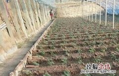 蔬菜定植后缓苗慢原因及解决方法 蔬菜苗长势慢是什么原因