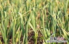 蒜苗大面积叶尖发黄怎么办呢 蒜苗大面积叶尖发黄怎么办