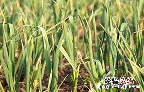 蒜苗大面积叶尖发黄怎么办呢 蒜苗大面积叶尖发黄怎么办