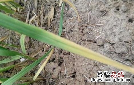 蒜苗大面积叶尖发黄怎么办呢 蒜苗大面积叶尖发黄怎么办