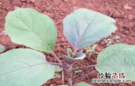茄子苗高矮不齐原因及防治措施 茄子苗长不高怎么办