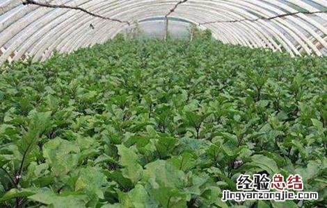 茄子苗高矮不齐原因及防治措施 茄子苗长不高怎么办