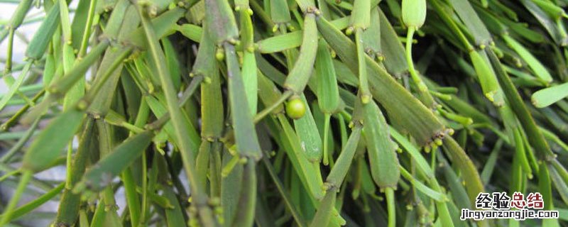 茶树茸有什么作用 茶茸是什么