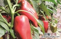 如何促进甜椒越冬高产发芽 如何促进甜椒越冬高产