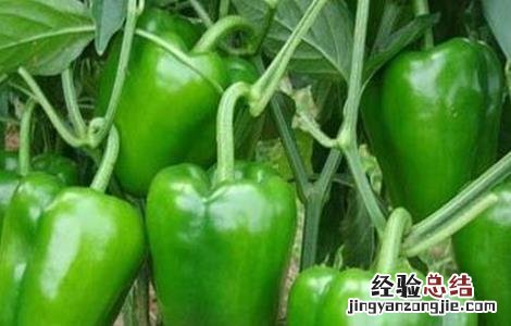 如何促进甜椒越冬高产发芽 如何促进甜椒越冬高产
