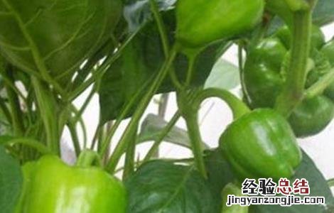 如何促进甜椒越冬高产发芽 如何促进甜椒越冬高产