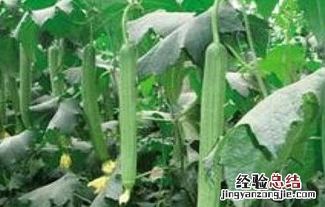 丝瓜缺素原因及预防措施图片 丝瓜缺素原因及预防措施