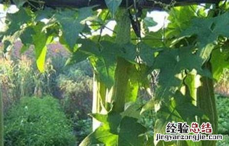 丝瓜缺素原因及预防措施图片 丝瓜缺素原因及预防措施