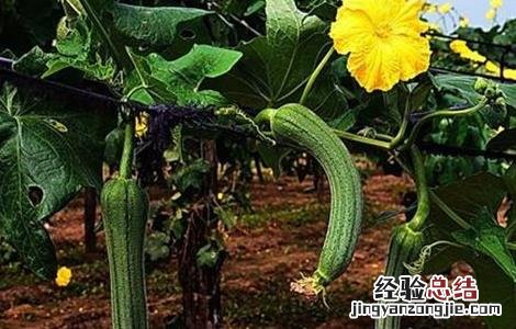 丝瓜缺素原因及预防措施图片 丝瓜缺素原因及预防措施