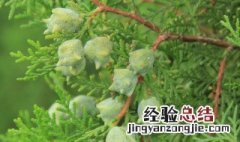 柏树籽装枕头有何害处柏壳枕头副作用 柏树籽装枕头有何害处