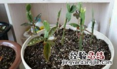 怎样做好钻孔嫁接 钻孔嫁接优缺点