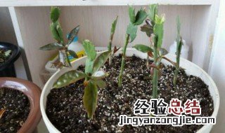 怎样做好钻孔嫁接 钻孔嫁接优缺点