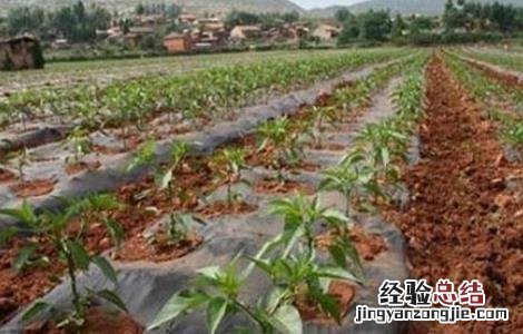 种植秋辣椒需要注意什么 秋茬辣椒定植注意事项