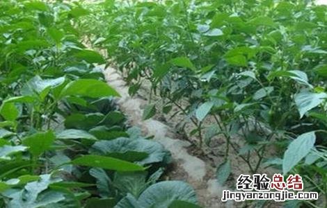 蔬菜套种方法 蔬菜套种原则及注意事项