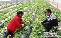 蔬菜套种方法 蔬菜套种原则及注意事项