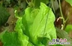 黄瓜龙头生长异常原因及防治措施 黄瓜龙头生长异常原因及防治措施图片