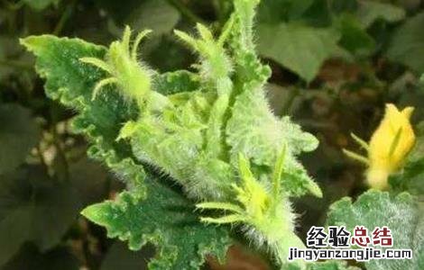 黄瓜龙头生长异常原因及防治措施 黄瓜龙头生长异常原因及防治措施图片