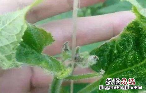 黄瓜龙头生长异常原因及防治措施 黄瓜龙头生长异常原因及防治措施图片