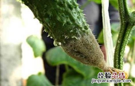 黄瓜龙头生长异常原因及防治措施 黄瓜龙头生长异常原因及防治措施图片