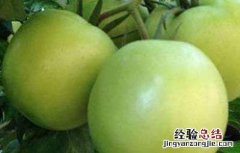 番茄果皮红色对黄色 番茄黄皮果原因及预防措施