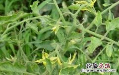 番茄黄叶原因及预防措施 番茄黄叶原因及预防措施图片