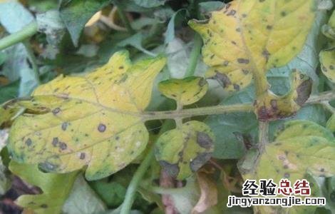 番茄黄叶原因及预防措施 番茄黄叶原因及预防措施图片