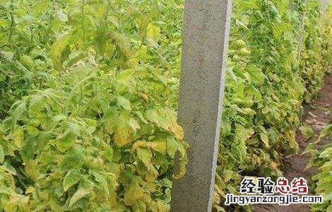 番茄黄叶原因及预防措施 番茄黄叶原因及预防措施图片
