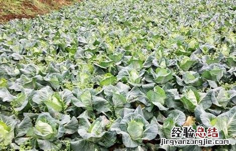 秋季露地甘蓝种植技术 秋季露地甘蓝种植技术视频