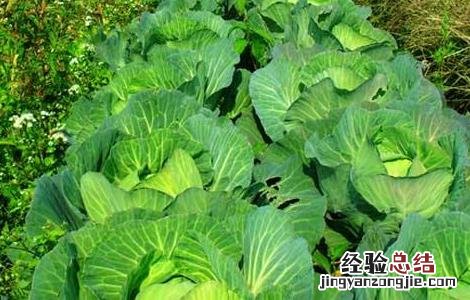 秋季露地甘蓝种植技术 秋季露地甘蓝种植技术视频