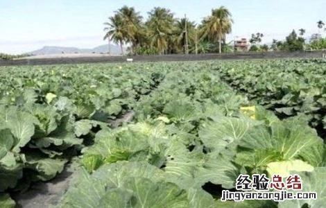 秋季露地甘蓝种植技术 秋季露地甘蓝种植技术视频