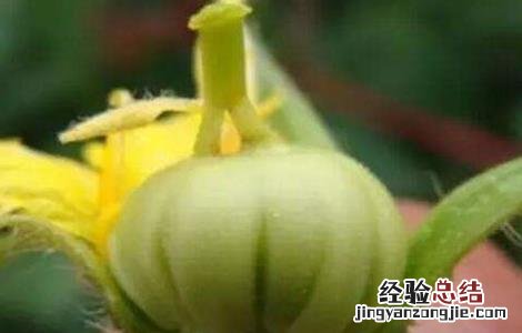 西红柿空穗原因及解决方法 西红柿第一穗花弱怎么办