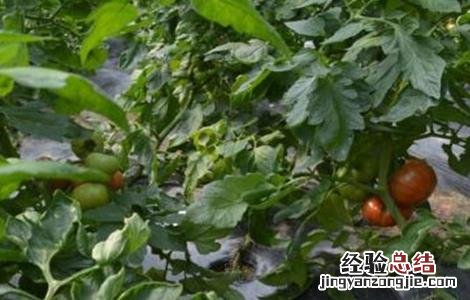 西红柿空穗原因及解决方法 西红柿第一穗花弱怎么办