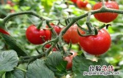 西红柿叶干尖怎么回事 西红柿萼片干尖原因及防治方法