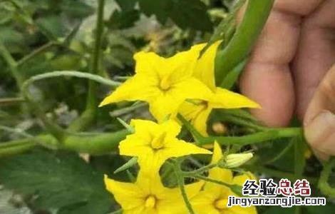 西红柿叶干尖怎么回事 西红柿萼片干尖原因及防治方法