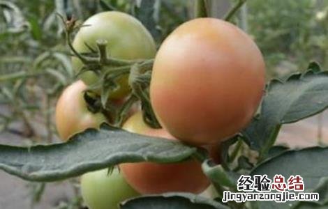 西红柿叶干尖怎么回事 西红柿萼片干尖原因及防治方法