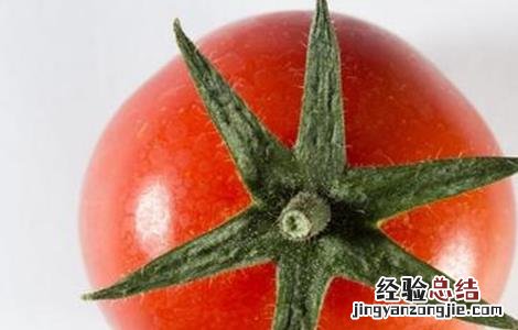 西红柿叶干尖怎么回事 西红柿萼片干尖原因及防治方法