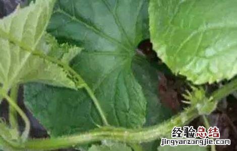 黄瓜流胶原因及防治方法 黄瓜流胶怎么回事