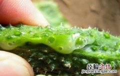 黄瓜流胶原因及防治方法 黄瓜流胶怎么回事