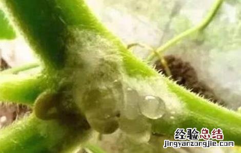 黄瓜流胶原因及防治方法 黄瓜流胶怎么回事